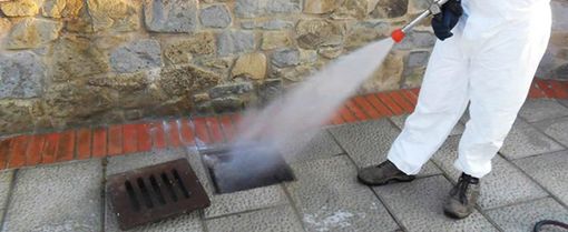 Ifantria: rinviato l'intervento di disinfestazione sulle piante di proprietà comunale