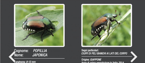 A Novara focus sull’emergenza popillia japonica con gli assessori regionali all’agricoltura e all’ambiente