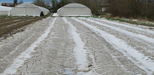 Agricoltura, al via il bando regionale per l'acquisto di reti antigrandine Agricoltura, al via il bando regionale per l'acquisto di reti antigrandine