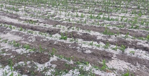 L'allarme di Coldiretti: &quot;Il 2021 anno nero per la frutta in Piemonte&quot;