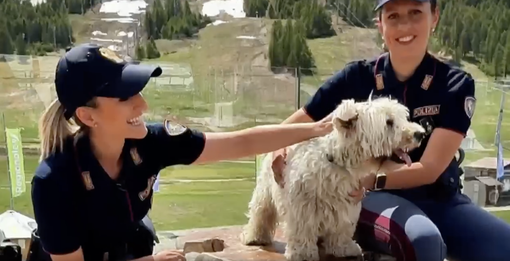 Estate e animali: la Polizia lancia l’allarme contro gli abbandoni