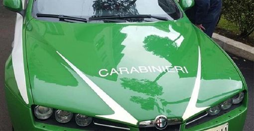 Carcasse di animali abbandonate nelle campagne e nei boschi: un denunciato Carcasse di animali abbandonate nelle campagne e nei boschi: un denunciato