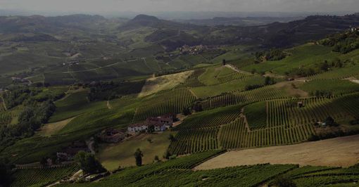 Quali sono i vini delle Langhe più richiesti online