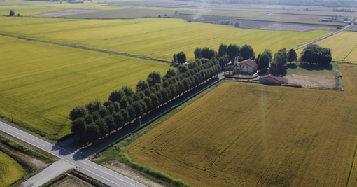 Agricoltura e cambiamenti climatici: a Novara due convegni per il futuro del riso