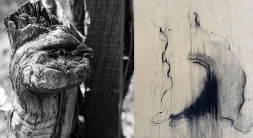 “Pareidolia” a Villa Picchetta: arte e natura in mostra tra volti e forme immaginate “Pareidolia” a Villa Picchetta: arte e natura in mostra tra volti e forme immaginate