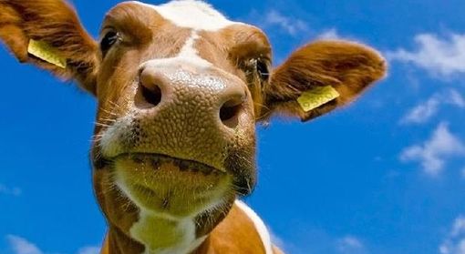 Coldiretti Piemonte, Blue Tongue: chiarire le procedure sanitarie per gli allevatori che alpeggiano in Francia