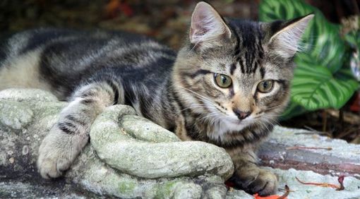 Trecate, gatti feriti o abbandonati: i numeri di emergenza