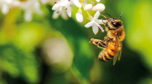 La Regione stanzia 8 milioni di euro a sostegno degli apicoltori piemontesi La Regione stanzia 8 milioni di euro a sostegno degli apicoltori piemontesi