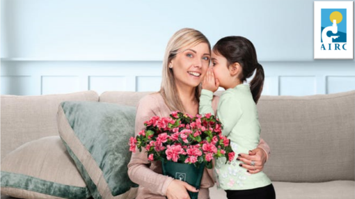 Nelle piazze del novarese l'azalea della ricerca di Airc Nelle piazze del novarese l'azalea della ricerca di Airc