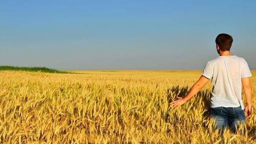Un bando della Regione a sostegno dei giovani agricoltori piemontesi Un bando della Regione a sostegno dei giovani agricoltori piemontesi