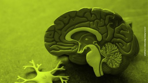 Cervello e dintorni: Alla scoperta dei segreti per una mente sana Cervello e dintorni: Alla scoperta dei segreti per una mente sana