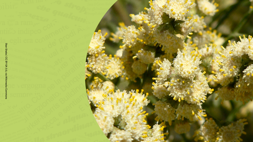 Flora Alloctona: la sfida delle specie vegetali aliene al Circolo dei Lettori Flora Alloctona: la sfida delle specie vegetali aliene al Circolo dei Lettori