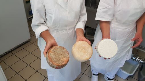 Un viaggio nel mondo del formaggio di capra, dove il rispetto per l’ambiente e per gli animali sposa tradizione e innovazione