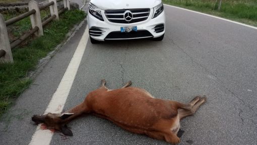 Il Piemonte è la terza regione per incidenti stradali causati da animali Il Piemonte è la terza regione per incidenti stradali causati da animali