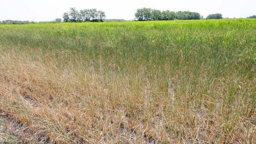 Siccità in Piemonte, Coldiretti chiede lo stato di calamità naturale