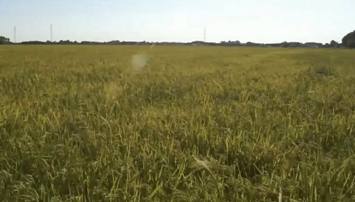 Siccità: è stato di emergenza per il consorzio irriguo Est Sesia