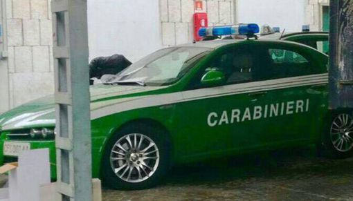 E’ attivo al Comune di Borgomanero lo sportello forestale E’ attivo al Comune di Borgomanero lo sportello forestale