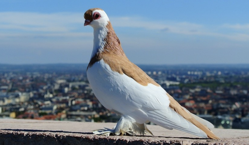 Guarda in cielo, vola alto!
