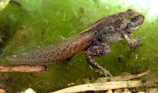 Al Parco del Ticino Piemontese aumenta la popolazione del Pelobate Fosco Insubrico