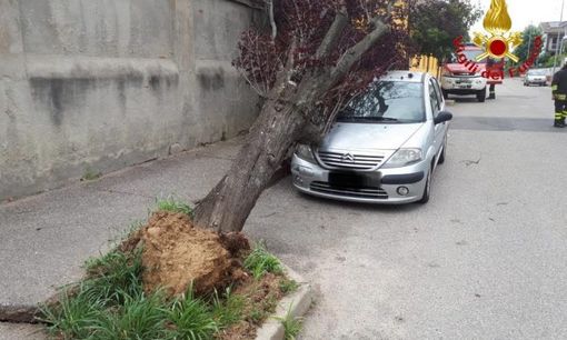 Maltempo: il vento forte di sabato ha causato la caduta di un albero in via Ansaldi nel quartiere Bicocca Maltempo: il vento forte di sabato ha causato la caduta di un albero in via Ansaldi nel quartiere Bicocca
