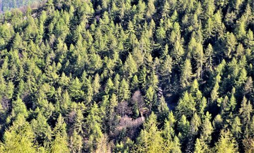 Un miliardo di alberi e 21 categorie forestali: i boschi del Piemonte raccontati in numeri e curiosità Un miliardo di alberi e 21 categorie forestali: i boschi del Piemonte raccontati in numeri e curiosità