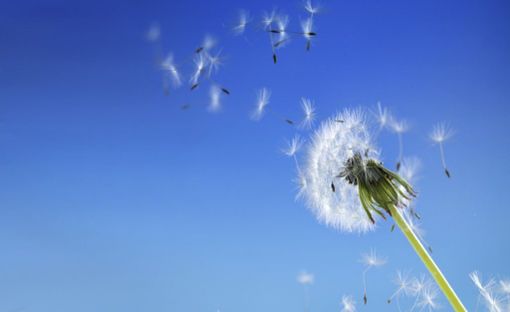 Qualità dell’aria: 7 milioni di euro per la mobilità sostenibile delle imprese piemontesi Qualità dell’aria: 7 milioni di euro per la mobilità sostenibile delle imprese piemontesi