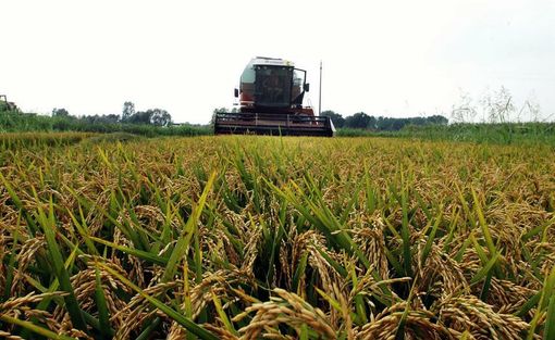 Crollo dei prezzi del riso italiano: Coldiretti denuncia l’invasione di prodotto estero a basso costo