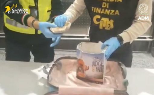 Il corallo sequestrato a Malpensa