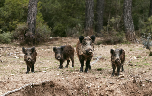 L'Ente di gestione delle aree protette cerca operatori per il contenimento dei cinghiali L'Ente di gestione delle aree protette cerca operatori per il contenimento dei cinghiali