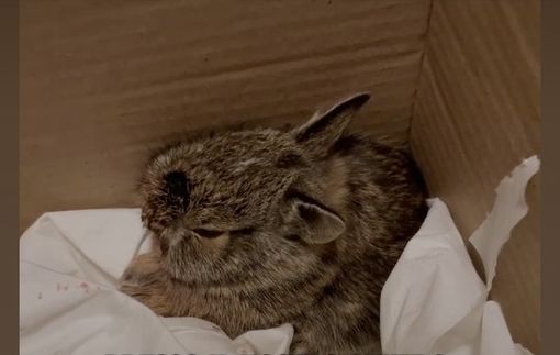 LA STORIA. La minilepre salvata dalla ragazzina. Così Sophia ha lottato contro ogni ostacolo per Bonny