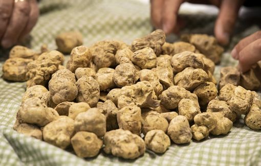Al via il bando per la salvaguardia del tartufo bianco pregiato