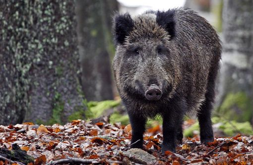 Cinghiali: nuovi abbattimenti a Boca e Cavallirio