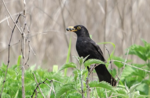 Esemplare di merlo, nello scatto di Enrico Ruggeri Esemplare di merlo, nello scatto di Enrico Ruggeri
