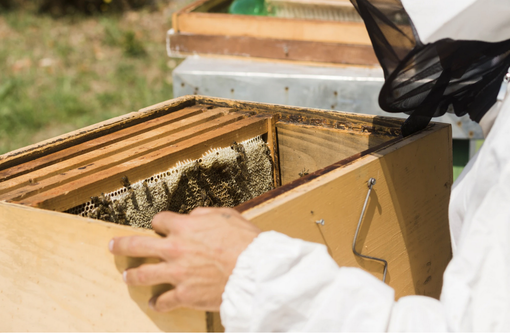 In Piemonte è nata una polizza che tutela gli apicoltori