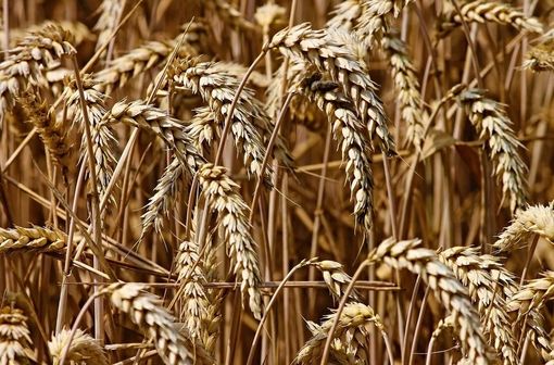 Esonero dal versamento INPS per le nuove iscrizioni in agricoltura: le novità della Legge di Bilancio