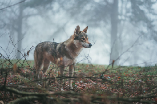 Lupi, Coldiretti: “Bene indennizzi ma servono modalità di gestione urgenti e efficienti” Lupi, Coldiretti: “Bene indennizzi ma servono modalità di gestione urgenti e efficienti”