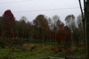 Novara partecipa alla Festa degli Alberi