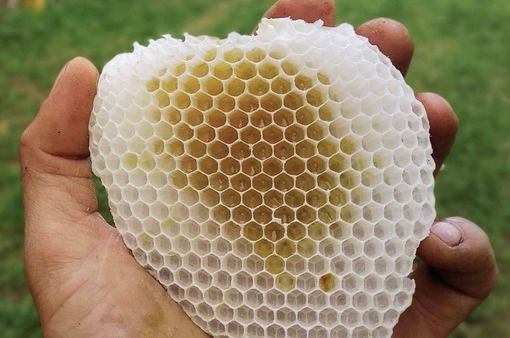 Emergenza apicoltura: dalla Regione provvedimenti concreti a sostegno del settore in crisi Emergenza apicoltura: dalla Regione provvedimenti concreti a sostegno del settore in crisi