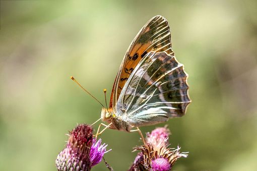 Nasce l'Atlante delle farfalle del Parco del Ticino Nasce l'Atlante delle farfalle del Parco del Ticino