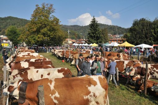 Domenica torna la Fiera Zootecnica di Armeno