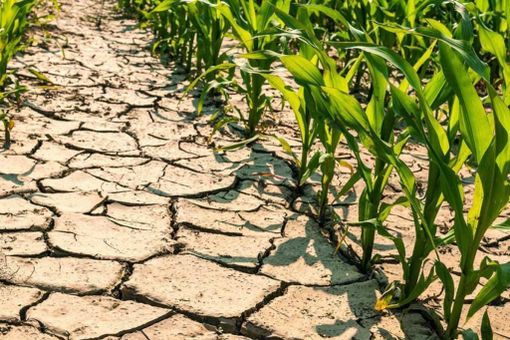 Caldo e siccità, è allarme in Piemonte: "Raccolti a rischio, servono interventi urgenti"