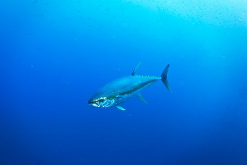 Giornata Mondiale del Tonno Airone Seafood
