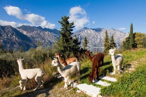 Petsfestival 2021: vieni a conoscere l’alpaca Petsfestival 2021: vieni a conoscere l’alpaca