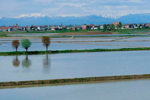Coldiretti Novara-Vco: &quot;Aumento costi di produzione del riso fa calare le semine&quot;