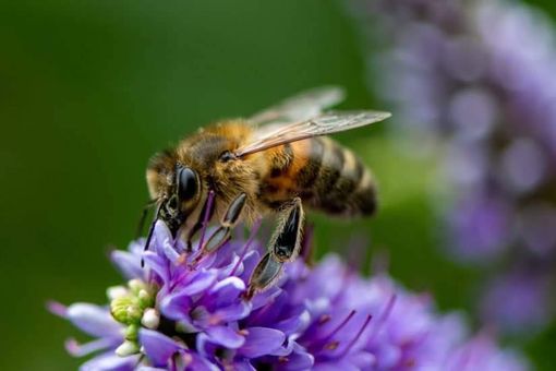 Nasce il tavolo regionale per la tutela della biodiversità e dei pronubi