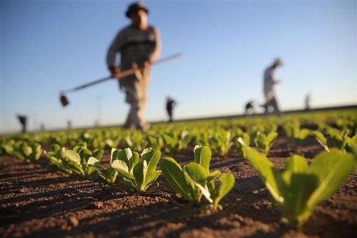 Agricoltura: il punto sulle emergenze fitosanitarie in Piemonte