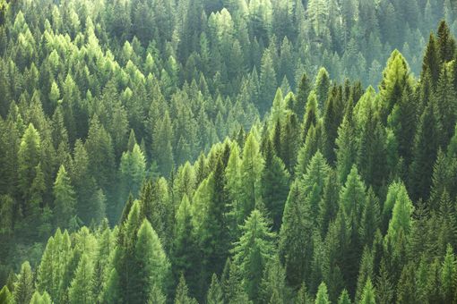Festa dell’Albero 2019: piantumazioni contro l’emergenza climatica Festa dell’Albero 2019: piantumazioni contro l’emergenza climatica