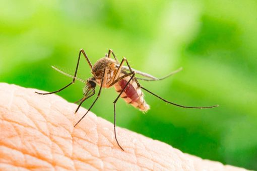 Le raccomandazioni di Asl Novara contro il virus West Nile Le raccomandazioni di Asl Novara contro il virus West Nile