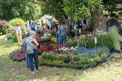 &quot;Menta e Rosmarino&quot;: torna a Miasino il grande evento dedicato a piante e cultura green