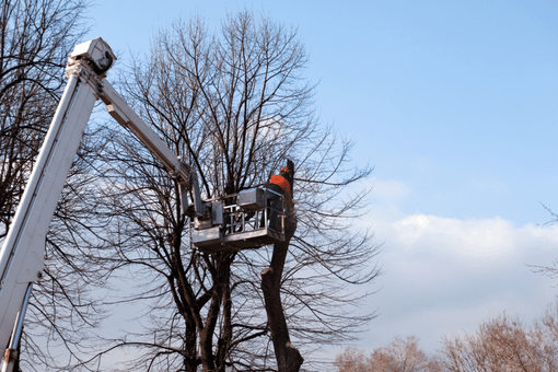 Trecate investe nel verde pubblico: interventi su alberature cittadine per sicurezza e decoro Trecate investe nel verde pubblico: interventi su alberature cittadine per sicurezza e decoro
